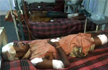 11 Arrested after mob attack kills man, injures 3 in Assam